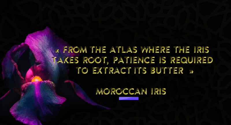Moroccan Iris