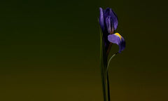 Iris Shot by Olfactive Studio Extrait de Parfum