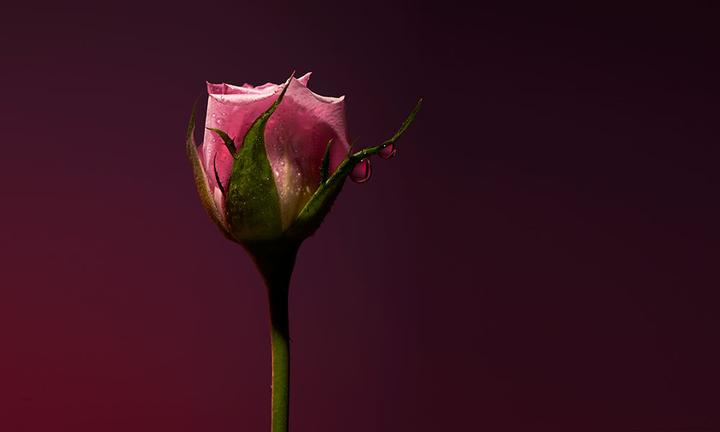 Rose Shot by Olfactive Studio Extrait de Parfum